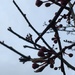 Cherry Tree Blossom Buds by cataylor41