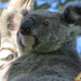 just checkin by koalagardens