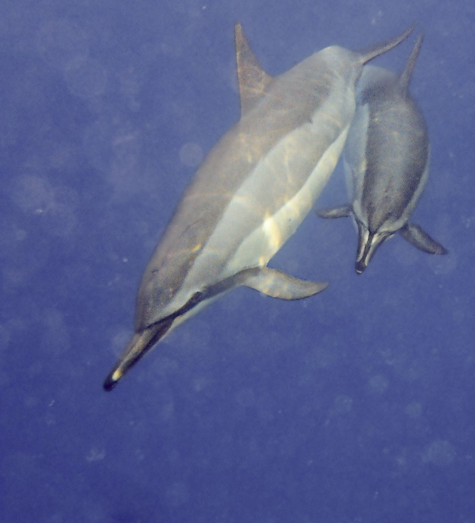 Mother and Baby Dolphin  by jgpittenger
