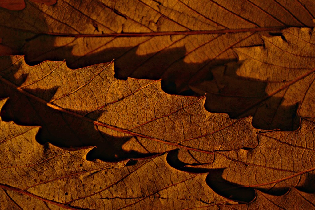Leaf Litter 3 by redandwhite