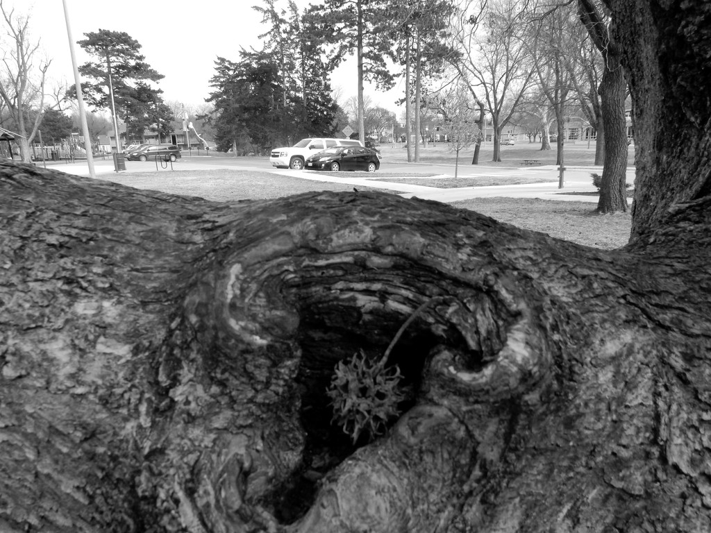 City Park Landscape with tree by mcsiegle