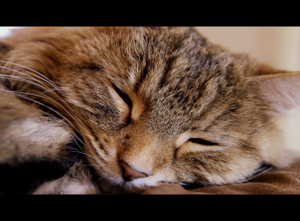 Day 183: ''Time Spent With A Cat Is Never Wasted'' by sheilalorson