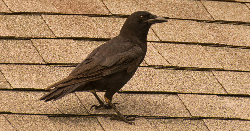 Bossy Crow, Up on the Neighbors Roof! by rickster549