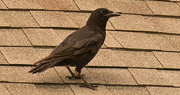 18th Mar 2018 - Bossy Crow, Up on the Neighbors Roof!