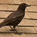 Bossy Crow, Up on the Neighbors Roof! by rickster549