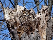 18th Mar 2018 - Great Horned Female Owl