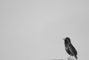 15th Mar 2018 - Minimal starlings B&W