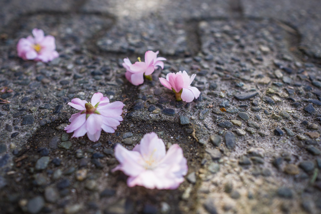 Blossoms on the pavement by cristinaledesma33