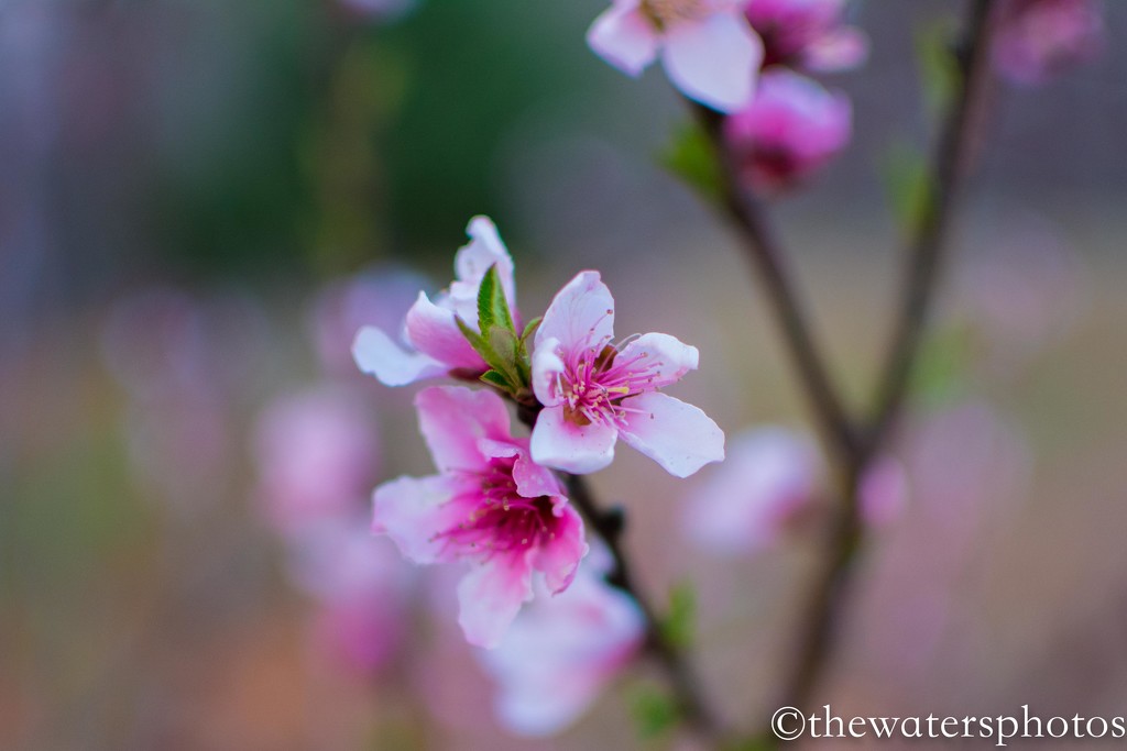 Early blooms... by thewatersphotos