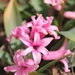 Hyacinth by harbie