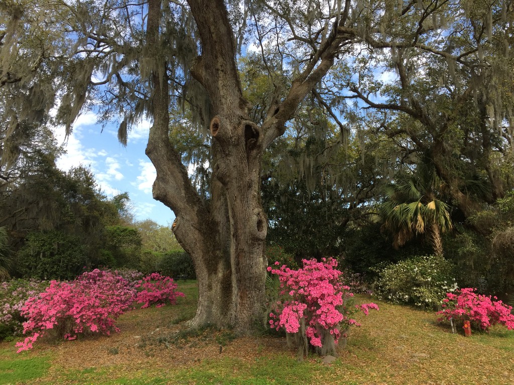 Azaleas and live oaks, Charles Towne Landing State Historic Site, Charleston, SC by congaree