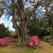 Azaleas and live oaks, Charles Towne Landing State Historic Site, Charleston, SC by congaree