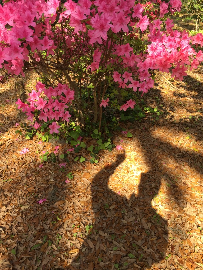 My shadow at the state park gardens while photographing azaleas. by congaree