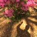 My shadow at the state park gardens while photographing azaleas. by congaree