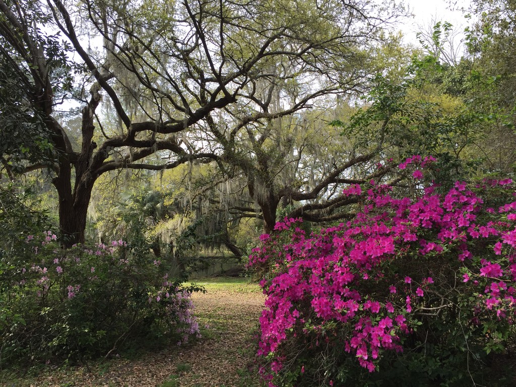 Live oaks and azaleas at the state park, Charleston, SC by congaree