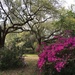 Live oaks and azaleas at the state park, Charleston, SC by congaree
