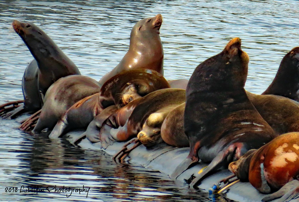 More Sea Lions by kathyo