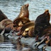 More Sea Lions by kathyo