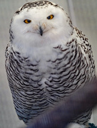 18th Mar 2018 - Snow Owl Portrait