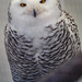 Snow Owl Portrait by rminer
