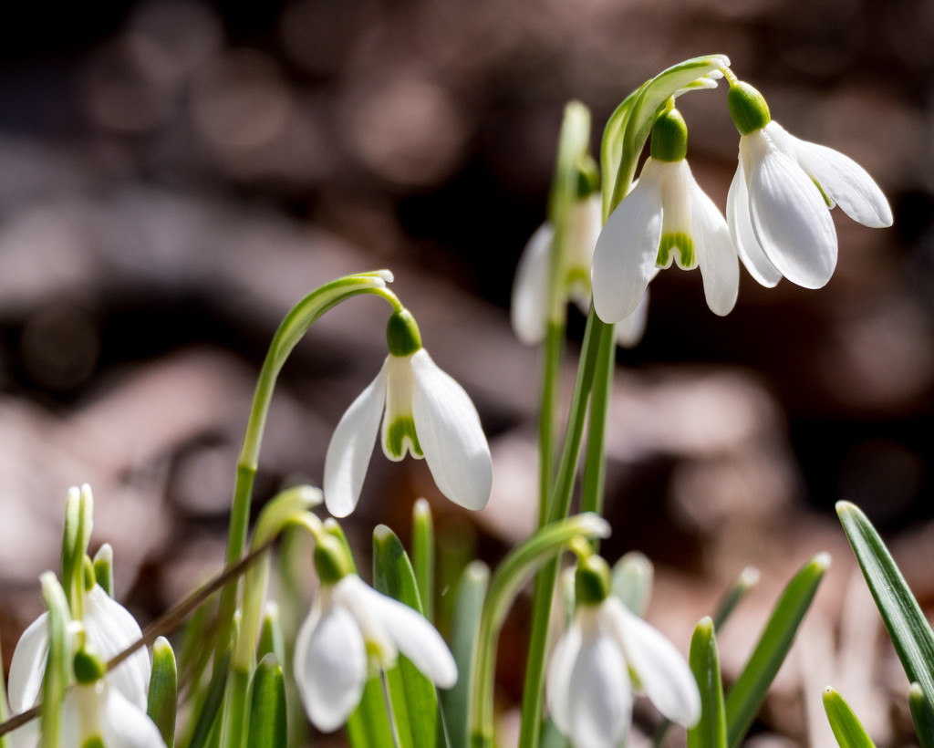 Snowdrops on the trails by rminer