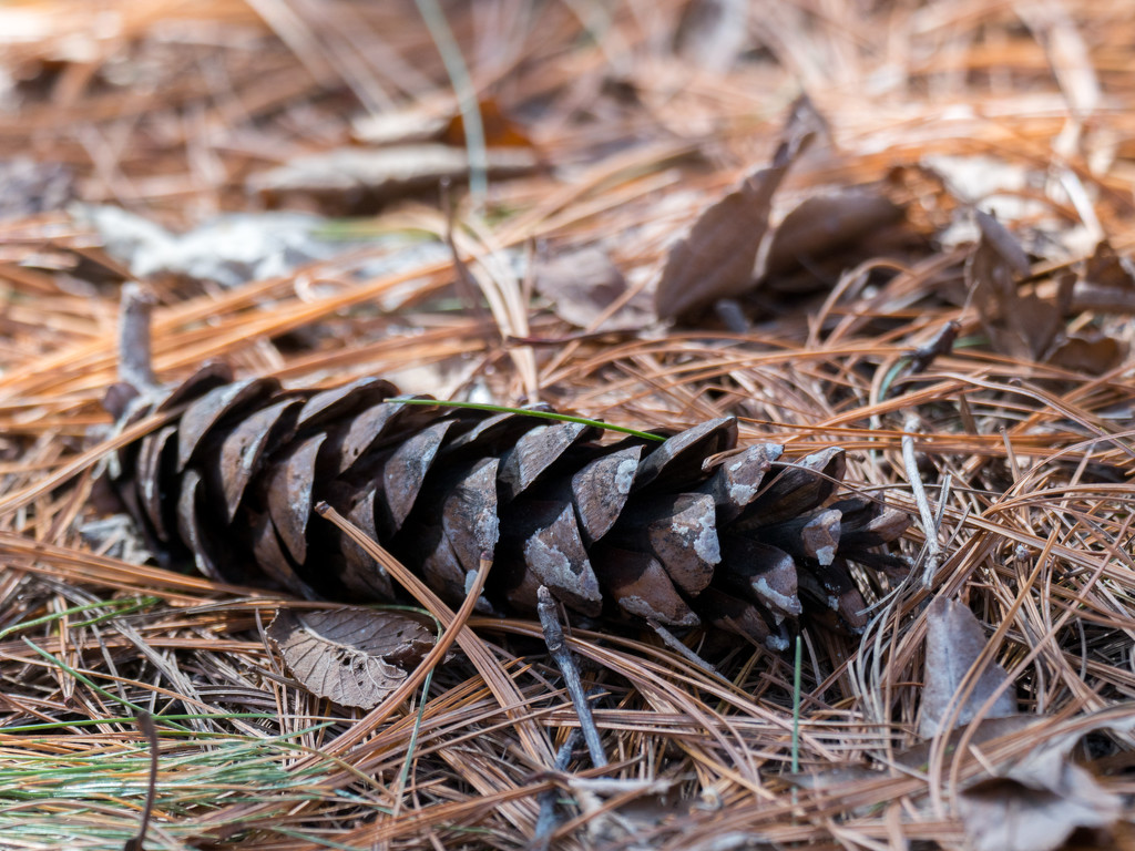 Pinecone in needles by rminer