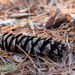 Pinecone in needles by rminer