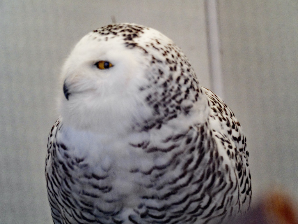 Snow Owl Profile by rminer