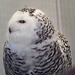 Snow Owl Profile by rminer