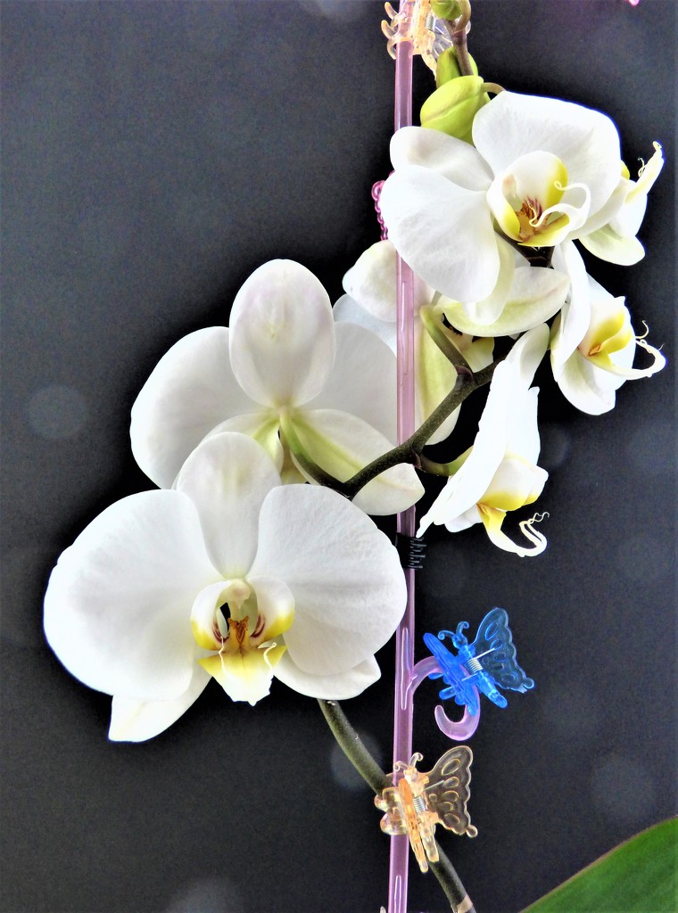 My Orchid  by beryl