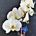 My Orchid  by beryl