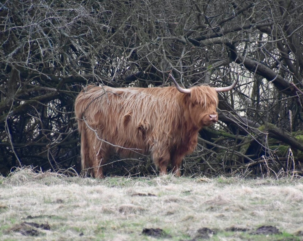 Highland Cow by gillian1912