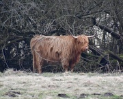 18th Mar 2018 - Highland Cow