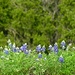 Texas Bluebonnets by janeandcharlie