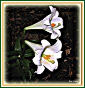 16th Feb 2018 - White Lilies