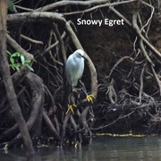 9th Mar 2018 - Snowy Egret