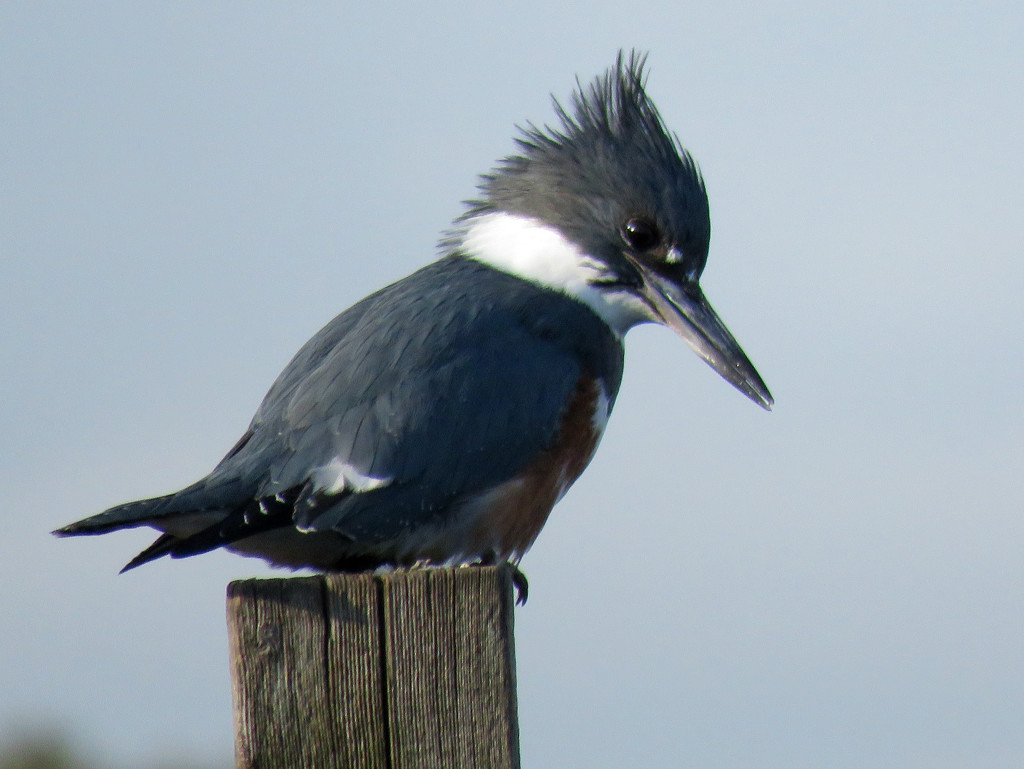 Belted Kingfisher by seattlite