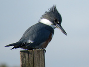 19th Mar 2018 - Belted Kingfisher