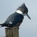 Belted Kingfisher by seattlite