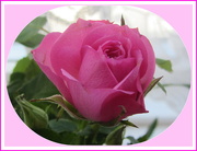 19th Mar 2018 - Pretty pink rose.