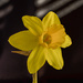 Daffodil stacked by ellida