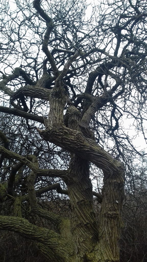 Gnarled by clairemharvey