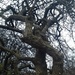 Gnarled by clairemharvey