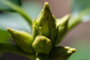 19th Mar 2018 - The Coming of Spring - The Rhodies