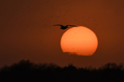 18th Mar 2018 - Gull Flies Over the Sunset