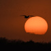 Gull Flies Over the Sunset by kareenking