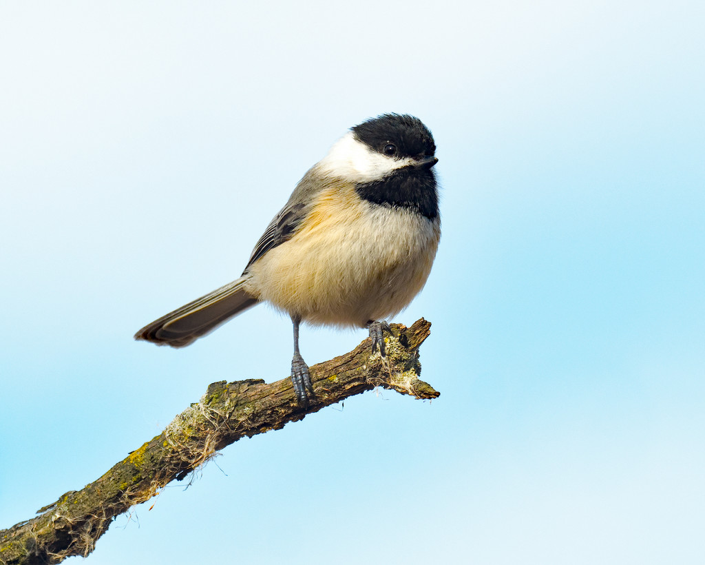 Chickadee at the end of branch by rminer