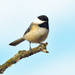 Chickadee at the end of branch by rminer