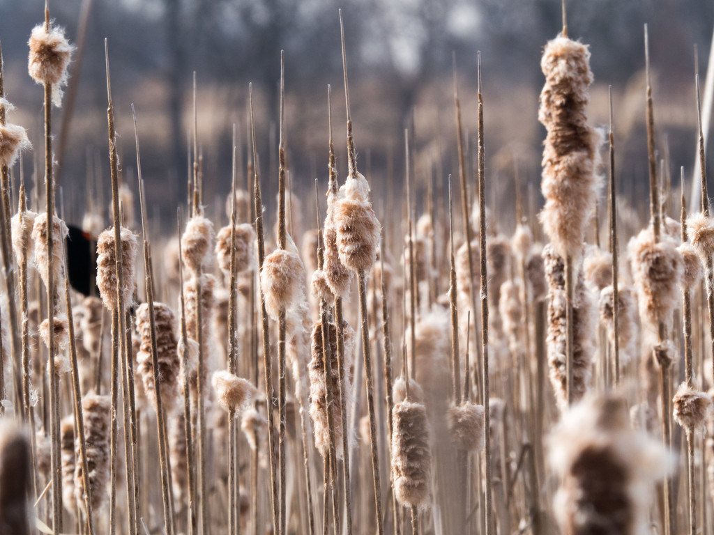 Cattail Forest by rminer