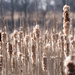 Cattail Forest by rminer